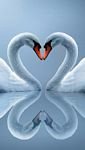 pic for Swans Couple 